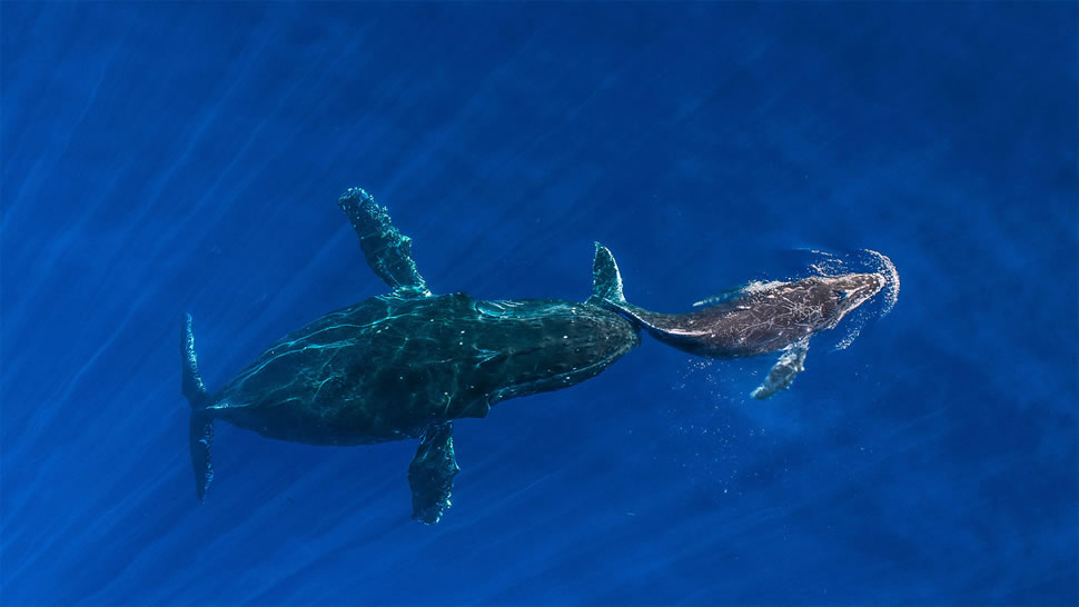 座头鲸妈妈将她熟睡的幼鲸推到水面，夏威夷毛伊岛 (© Ralph Pace/Minden Pictures)