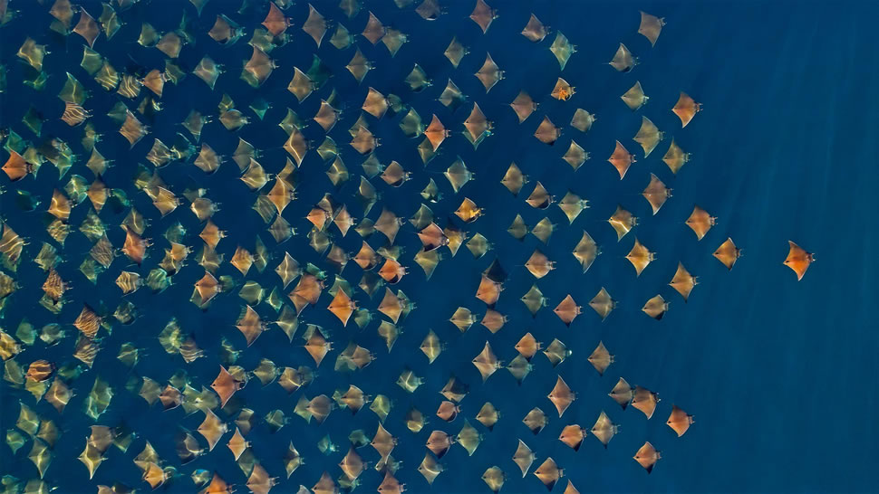 大群的芒基蝠鲼跃出水面，墨西哥加利福尼亚湾 (© Mark Carwardine/Minden Pictures)