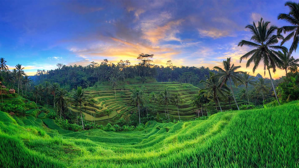 乌布德格拉朗梯田，印度尼西亚巴厘岛 (© Michele Falzone/Alamy)