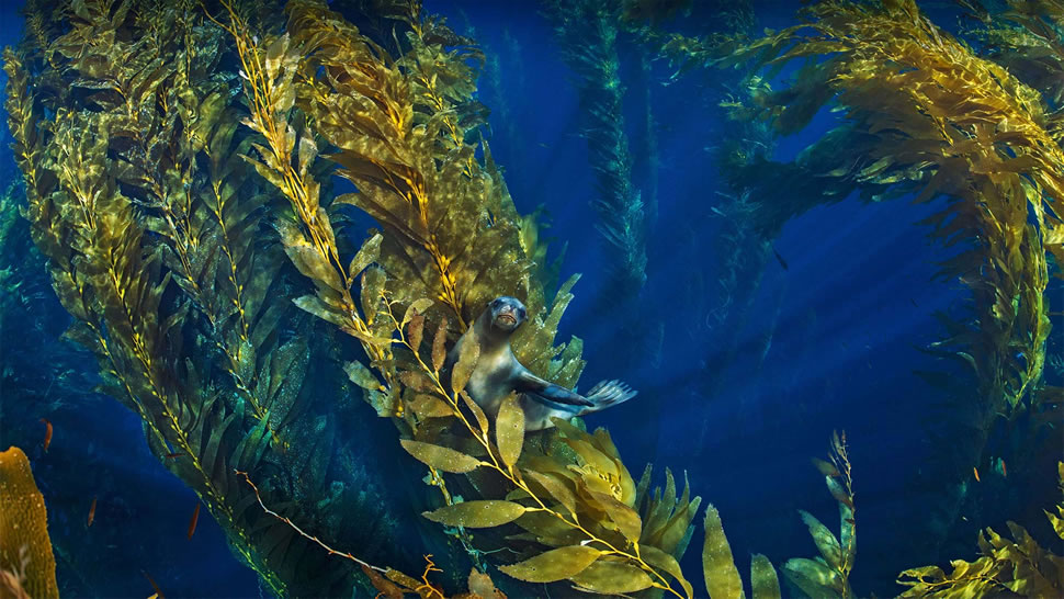 海峡群岛附近巨藻林中的加利福尼亚海狮 (© Nature Picture Library/Alamy)