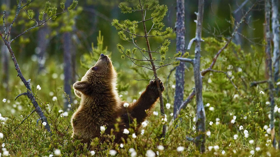 北方针叶林中的欧洲棕熊幼崽，芬兰 (© Jules Cox/Minden Pictures)
