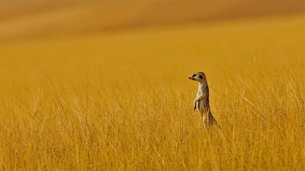 A meerkat in Namibia (© Danita Delimont/Offset by Shutterstock)