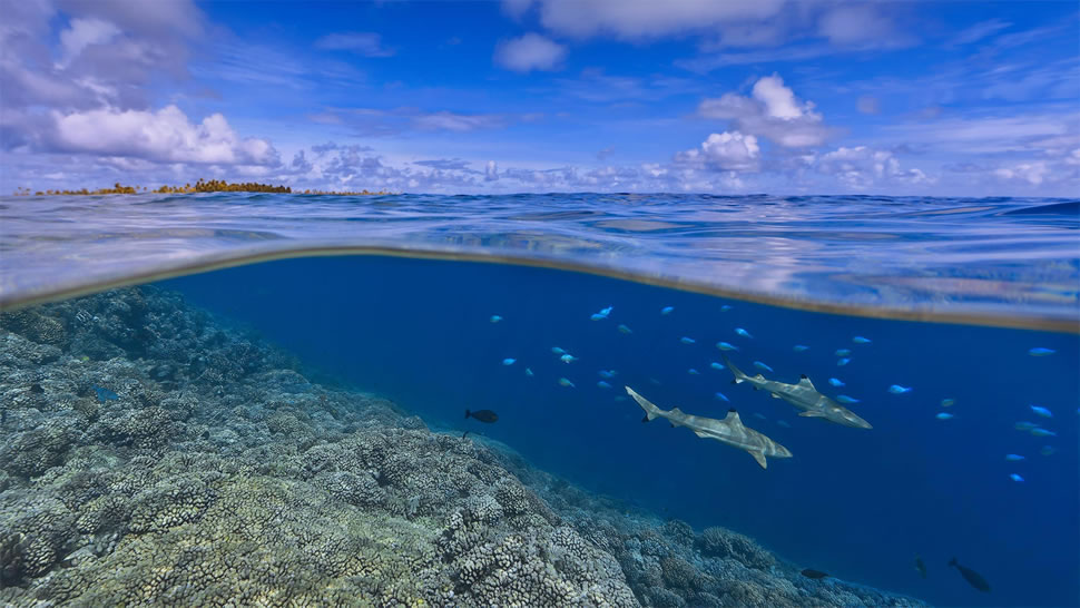 大溪地海岸附近的乌翅真鲨，法属波利尼西亚 (© Paul Mckenzie/Minden Pictures)