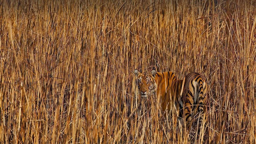 隐藏在高草丛中的老虎，印度阿萨姆邦 (© Sandesh Kadur/Minden Pictures)