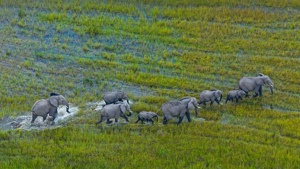 奥卡万戈三角洲上的非洲草原象群，博茨瓦纳 (© Juan-Carlos Munoz/Minden Pictures)