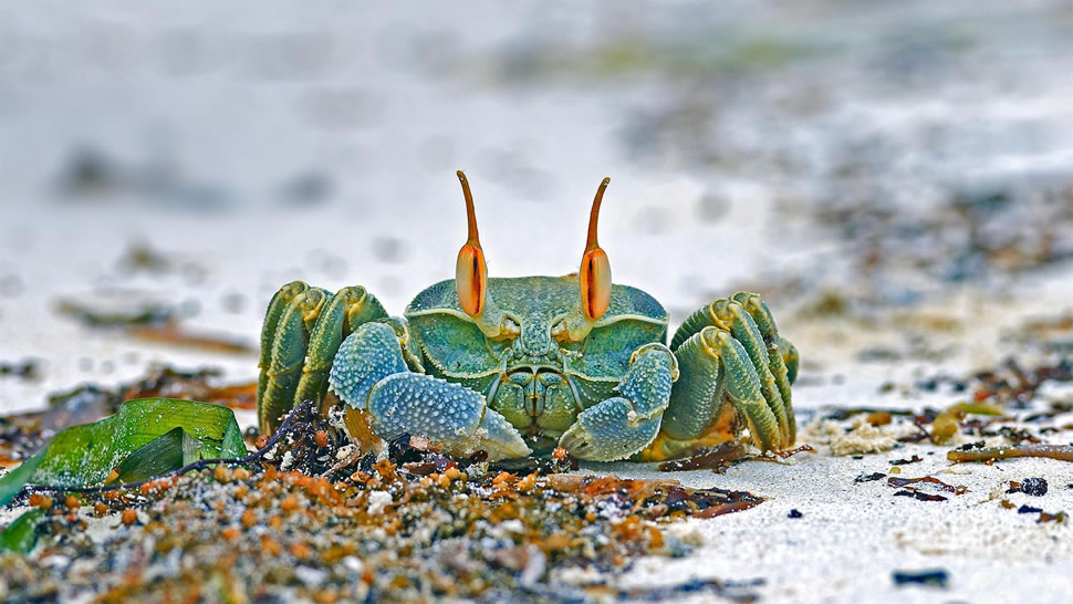 安斯海滩上的角眼沙蟹，塞舌尔普拉兰岛 (© Ingo Schulz/Offset by Shutterstock)