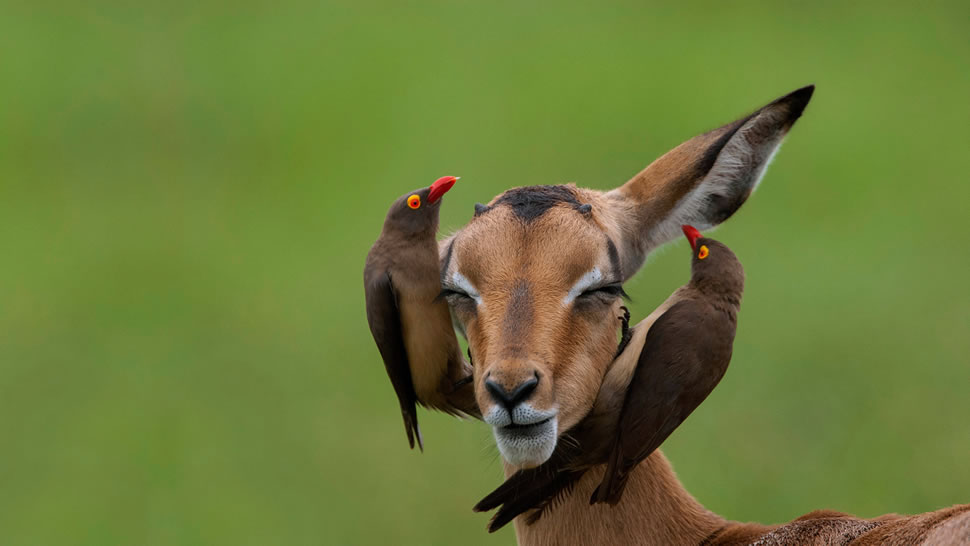 红嘴牛椋鸟和高角羚， 南非姆普马兰加省 (© Heini Wehrle/Minden Pictures)