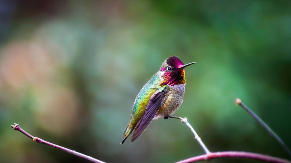 静立枝头的朱红蜂鸟 (© Dee/Getty Images)