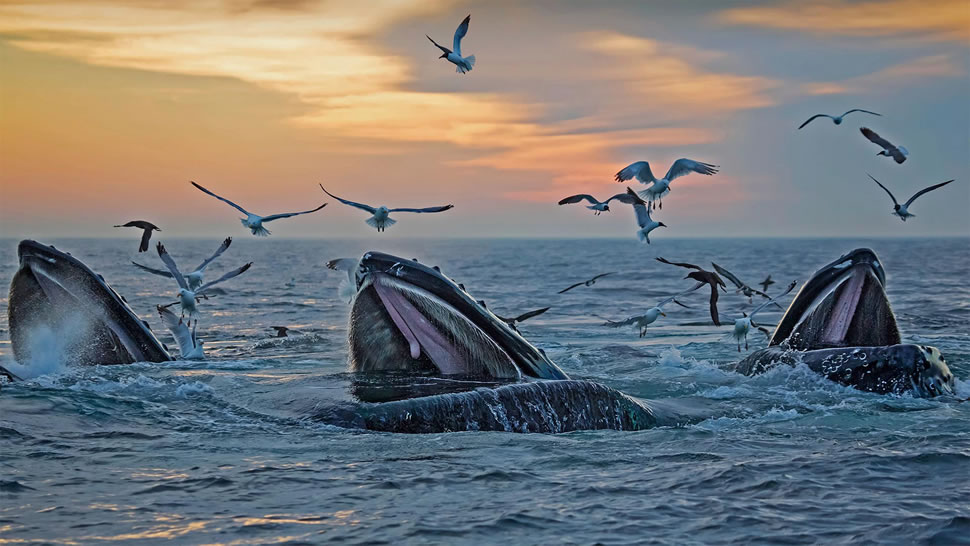 出现在马萨诸塞州海岸附近的座头鲸 (© Eric Kulin/plainpicture)