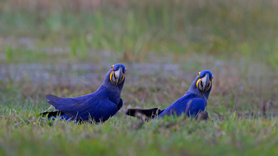 潘塔纳尔湿地的风信子金刚鹦鹉，巴西 (© David Pattyn/Minden Pictures)