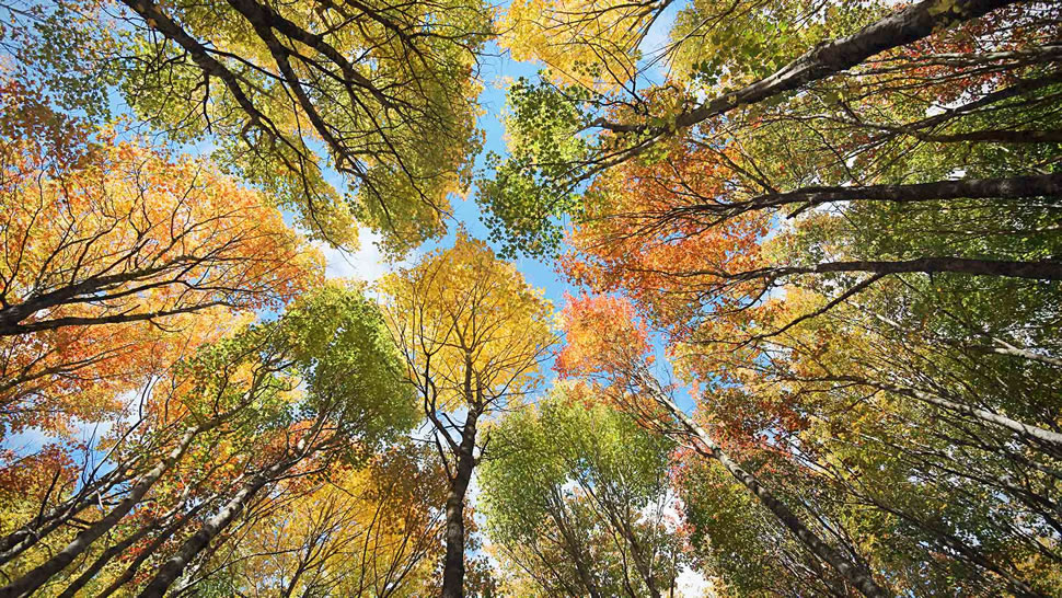 爱德华王子岛的森林和树冠，加拿大 (© OliverChilds/Getty Images)