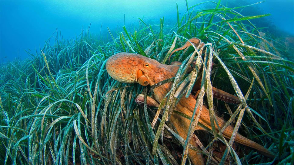 海草中的章鱼，法国利翁湾 (© BIOSPHOTO/Alamy)
