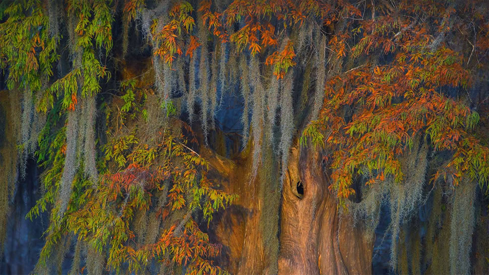 阿查法拉亚盆地的秃柏和西班牙苔藓，路易斯安那州 (© Chris Moore/Exploring Light Photography/Tandem Stills + Motion)