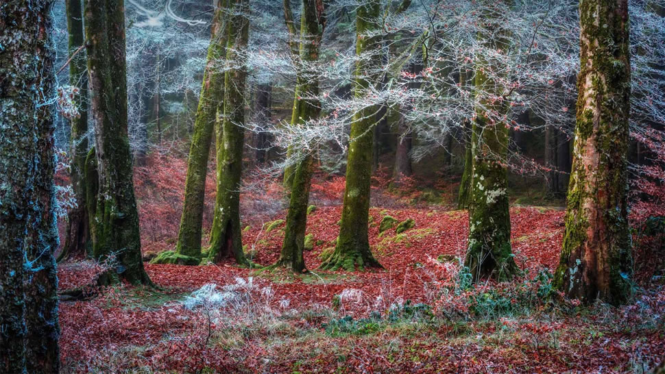 Invergarry村庄附近的森林，苏格兰 (© Matt Anderson Photography/Getty Images)