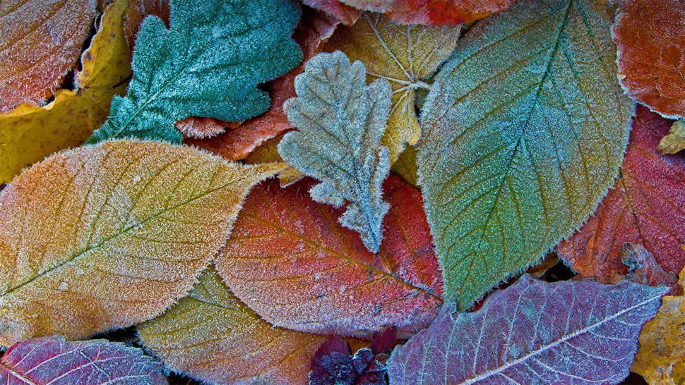 Autumn leaves coated with frost (© sagarmanis/Getty Images)