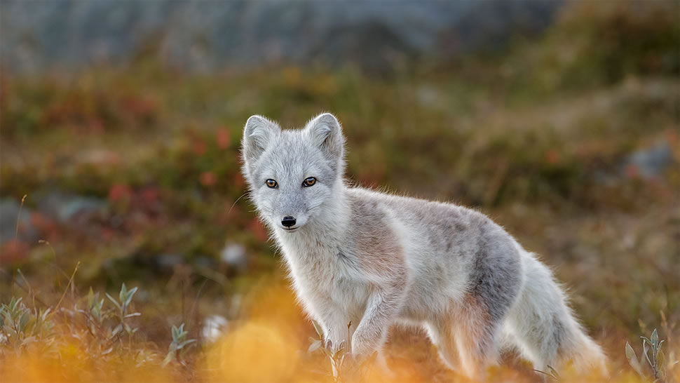 北极狐，挪威多弗勒山-松达尔国家 (© Andy Trowbridge/Minden Pictures)