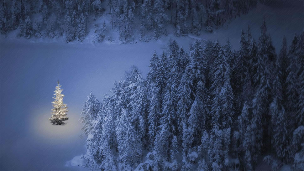 湖畔的一棵小圣诞树，奥地利魏森湖 (© nagelestock/Alamy)