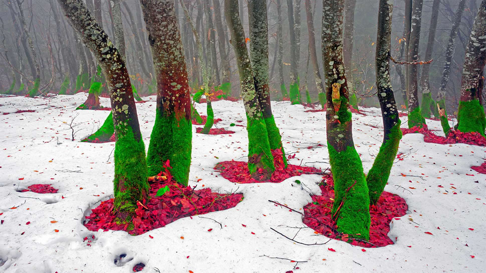 宛如圣诞精灵的树干，乌克兰喀尔巴阡山脉 (© panaramka/Getty Images)