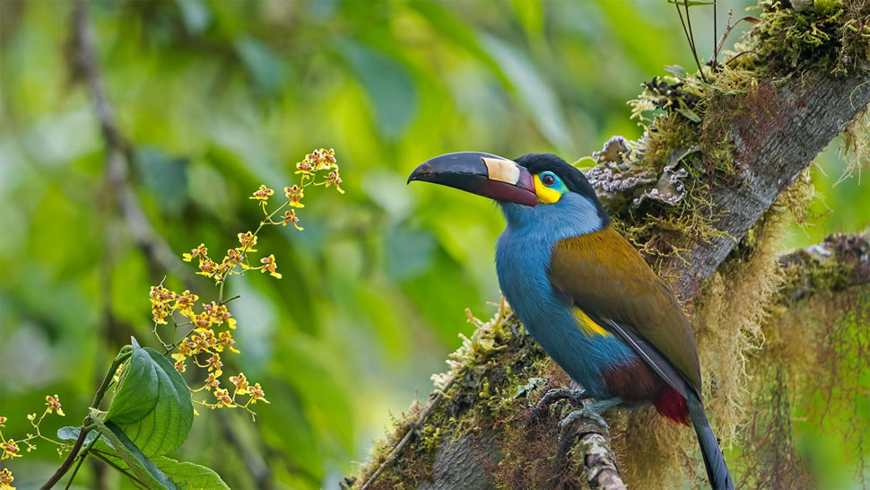 树干上的扁嘴山巨嘴鸟，厄瓜多尔 (© Tui De Roy/Minden Pictures)