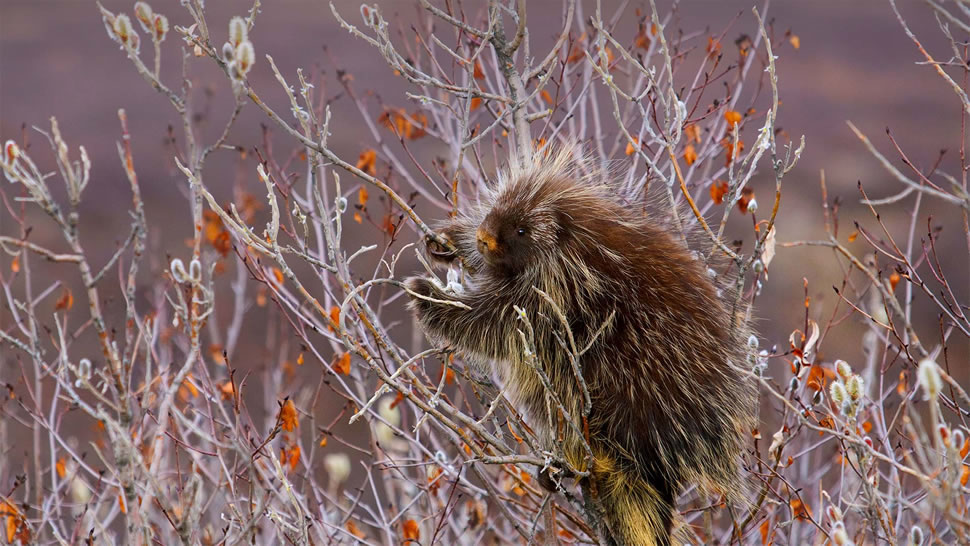 爬上柳树枝头的豪猪，美国阿拉斯加 (© Design Pics/Danita Delimont)