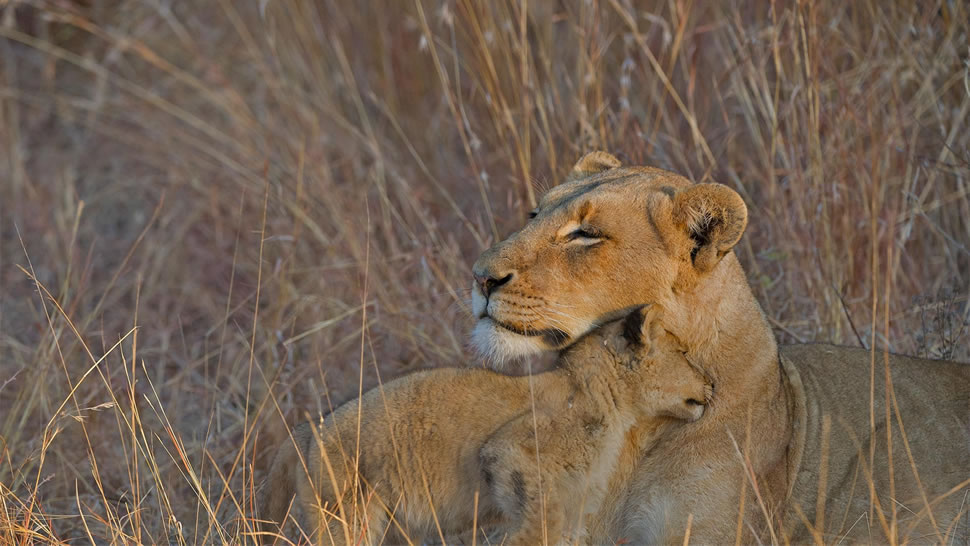 草丛中的母狮和它的幼崽，南非 (© Andrew Coleman/Getty Images)
