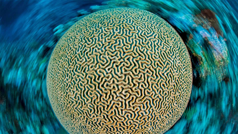 加勒比海的片脑纹珊瑚，开曼群岛 (© Alex Mustard/Minden Pictures)