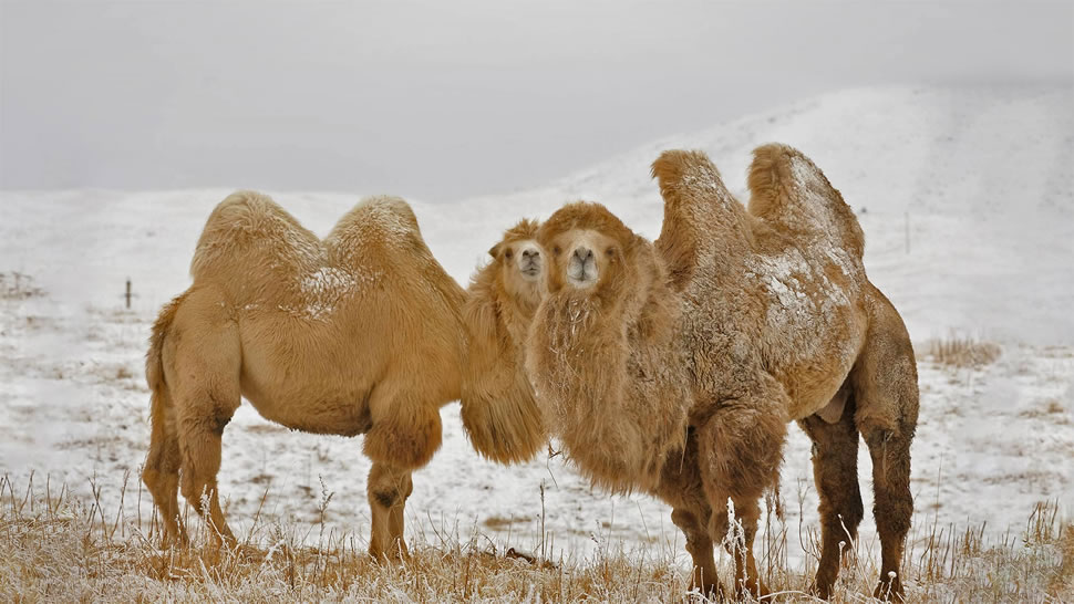 两只双峰骆驼 (© Nurlan Kulcha/Alamy)