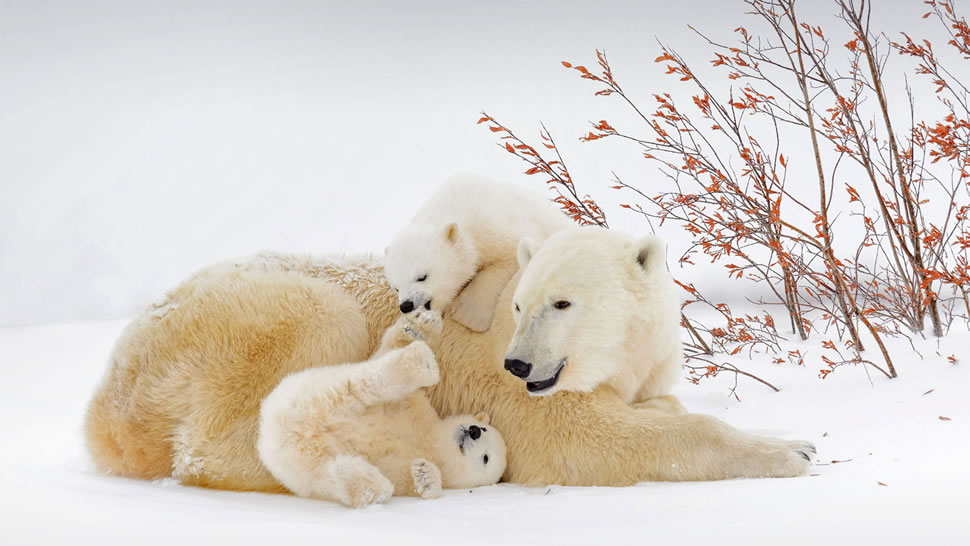 在妈妈身旁玩耍的北极熊宝宝们，加拿大曼尼托巴省 (© Andre Gilden/Minden Pictures)