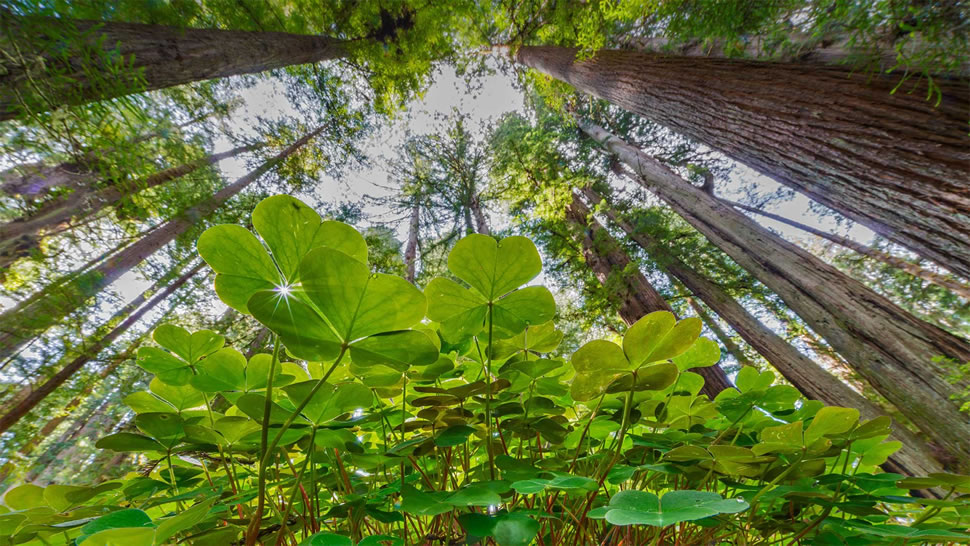 生机盎然的酢浆草和红杉树，美国大草原溪红杉州立公园 (© Jack Dykinga/Minden Pictures)