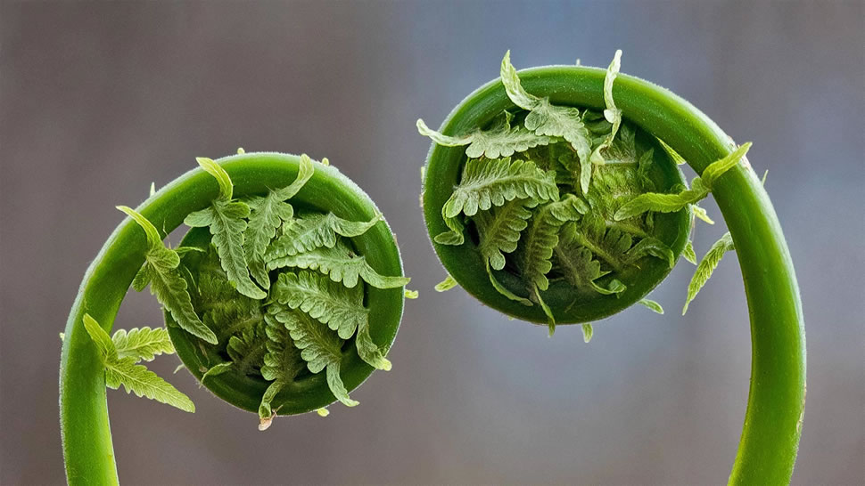 卷曲的蕨菜叶，加拿大魁北克 (© Marianna Armata/Getty Images)