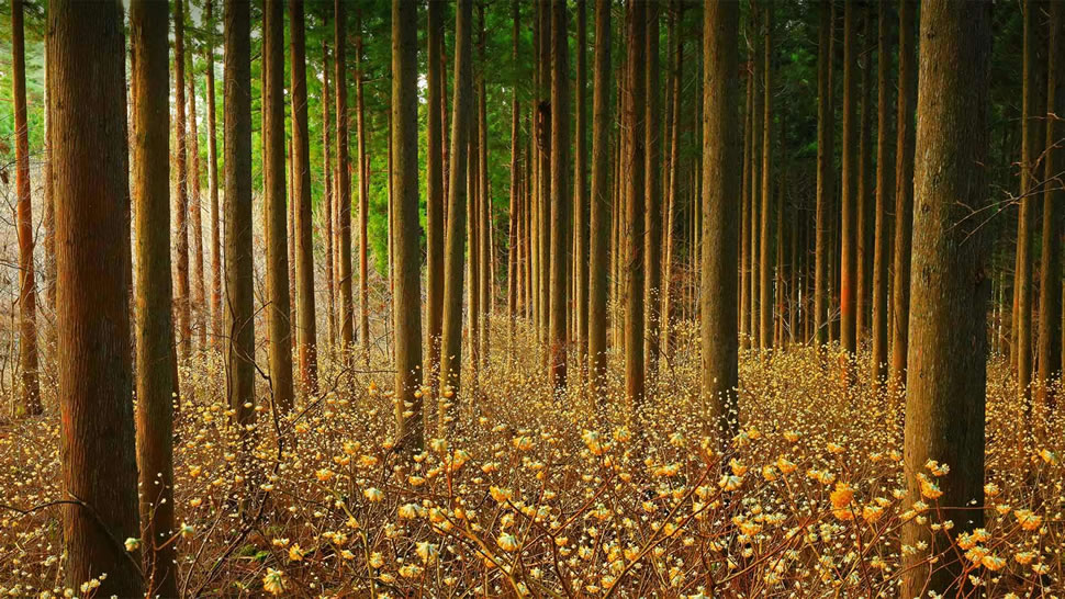 森林中的结香花，日本 (© nattya3714/Getty Images)