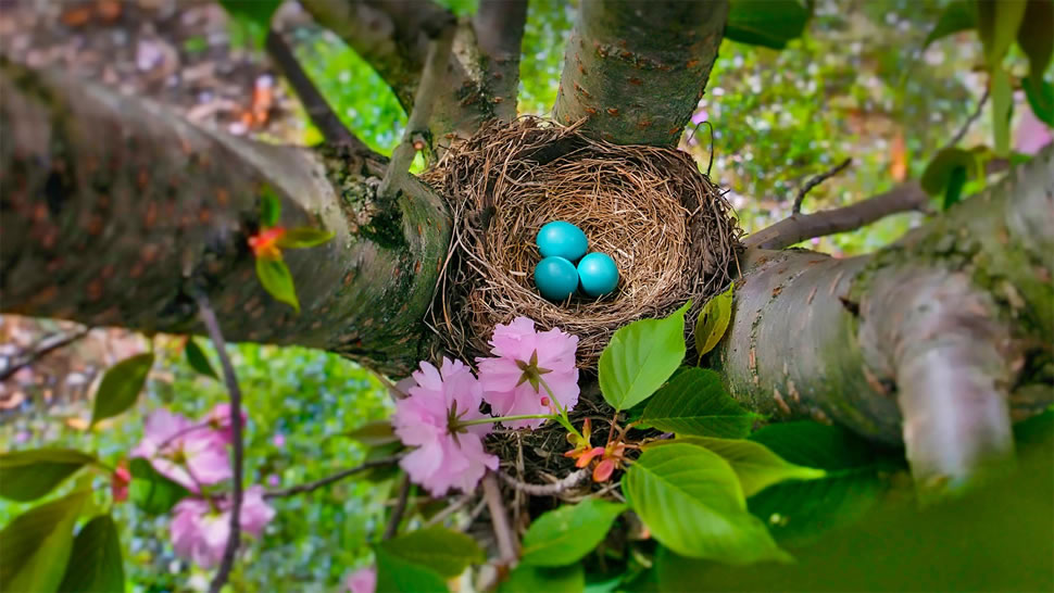 蓝色的美洲知更鸟蛋，新泽西州 (© Mira/Alamy)