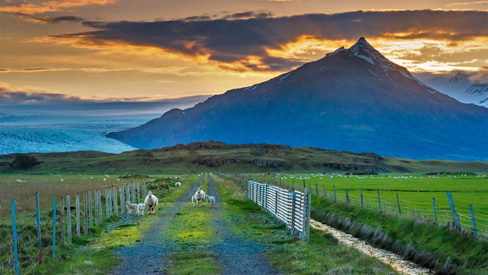 在公路上吃草的绵羊，冰岛 (© Matthew Kuhns/Tandem Stills + Motion)