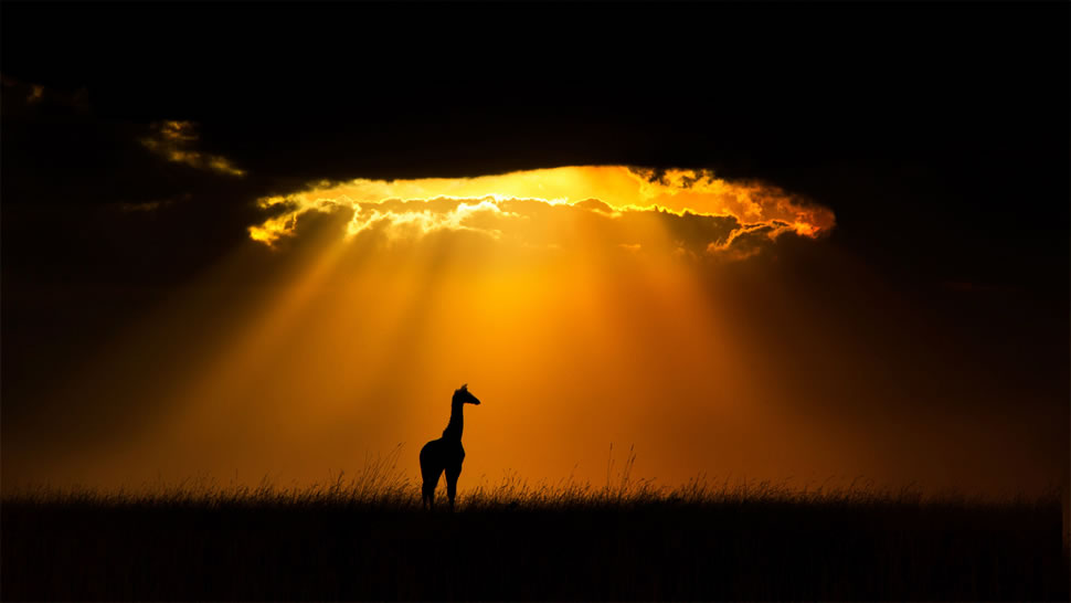 一只马赛长颈鹿，肯尼亚马赛马拉国家保护区 (© Andy Rouse/Minden Pictures)