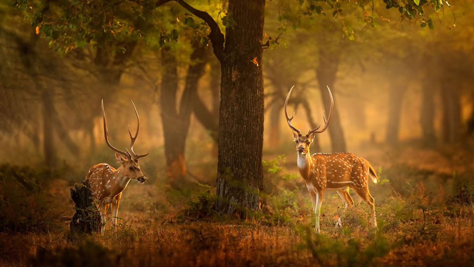 斑鹿，滕波尔国家公园，印度 (© Ondrej Prosicky/Shutterstock)