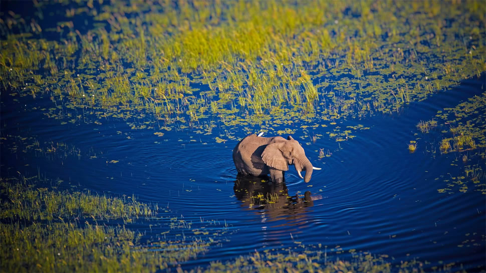 行走在奥卡万戈河中的大象，博茨瓦纳，非洲南部 (© Markus Pavlowsky/Getty Images)
