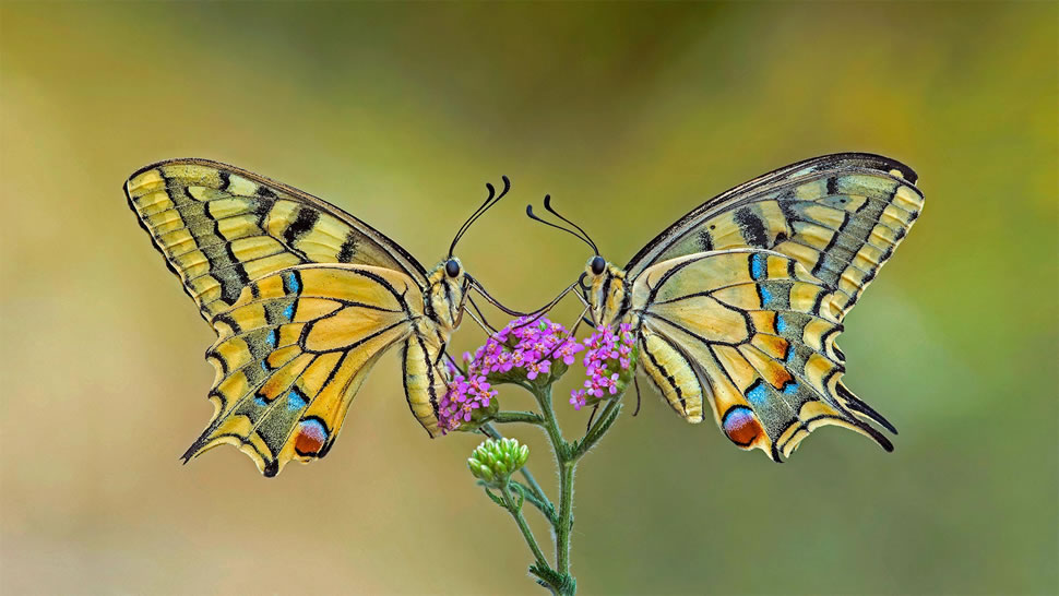 停在同一朵花上的两只金凤蝶 (© Alberto Ghizzi Panizza/Getty Images)