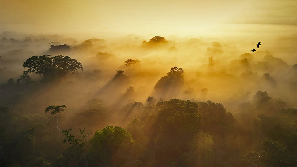 亚苏尼国家公园，厄瓜多尔 (© Paul Bertner/Minden Pictures)