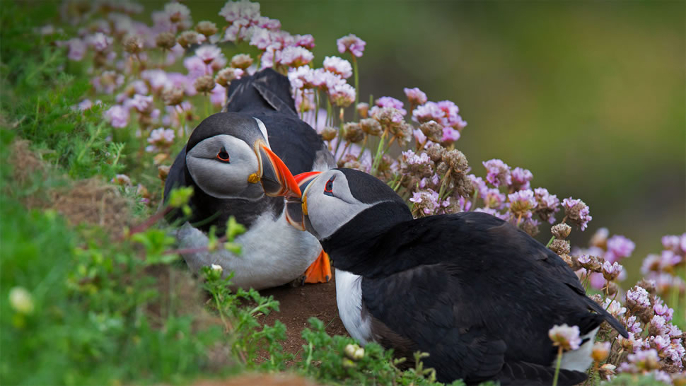 一对大西洋海雀在接吻，设得兰群岛，苏格兰 (© Vince Burton/Minden Pictures)