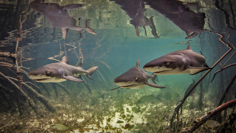 爱丽丝镇附近水域中的柠檬鲨宝宝，巴哈马比米尼岛 (© Ken Kiefer 2/Getty Images)