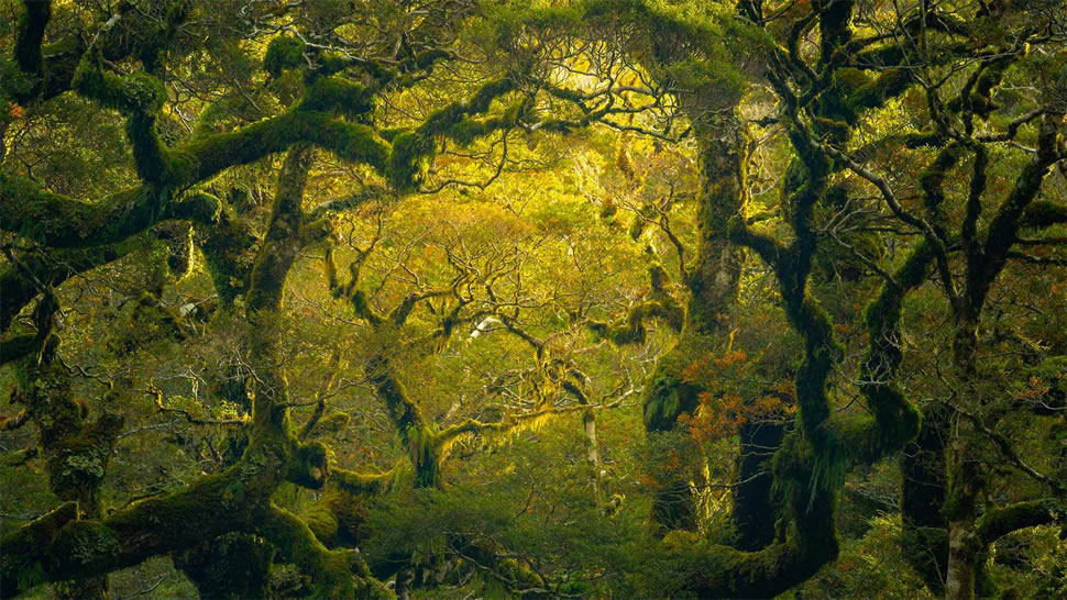米尔福德峡湾附近的徒步雨林，新西兰 (© Jim Patterson/Tandem Stills + Motion)