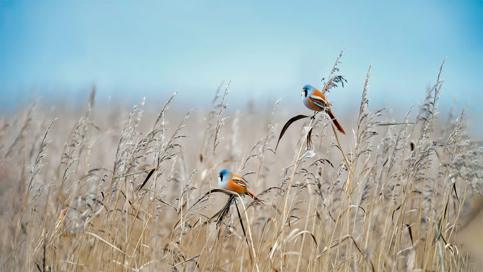 荷兰弗莱福兰湿地的文须雀 (© Gert-Jan IJzerman/Minden Pictures)