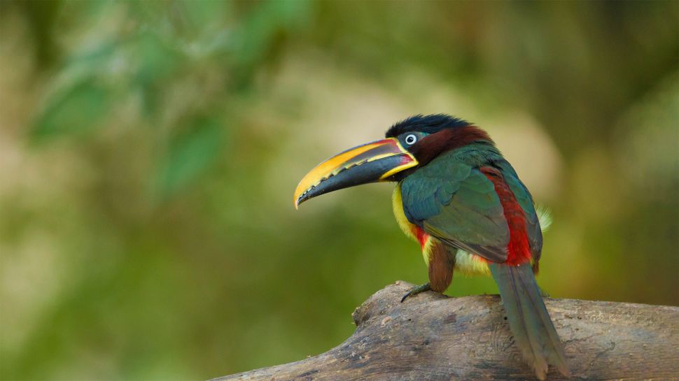 栗耳簇舌巨嘴鸟，巴西潘塔纳尔保护区里 (© Ana Gram/Shutterstock)