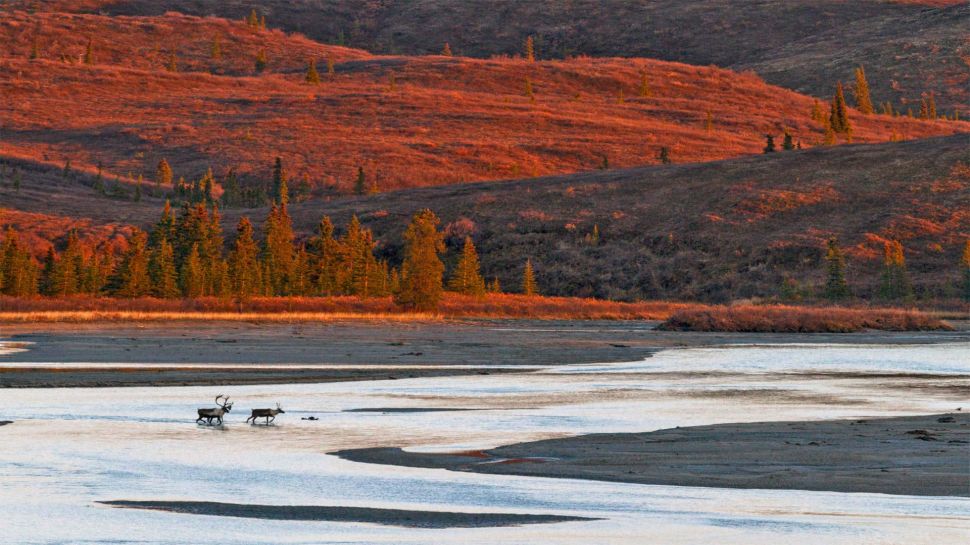 两头穿越苏西特纳河的驯鹿，美国阿拉斯加 (© Tim Plowden/Alamy)