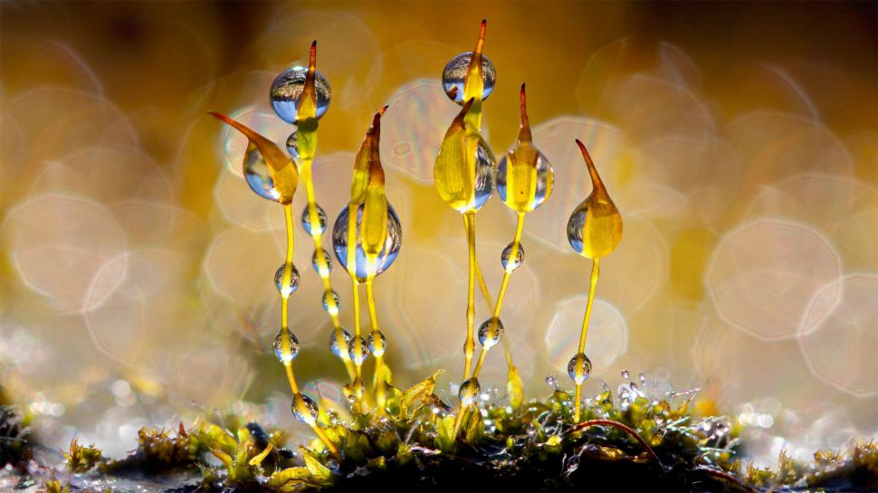 带着闪闪发光水滴的泛生墙藓, 荷兰 (© Arjan Troost/Minden Pictures)