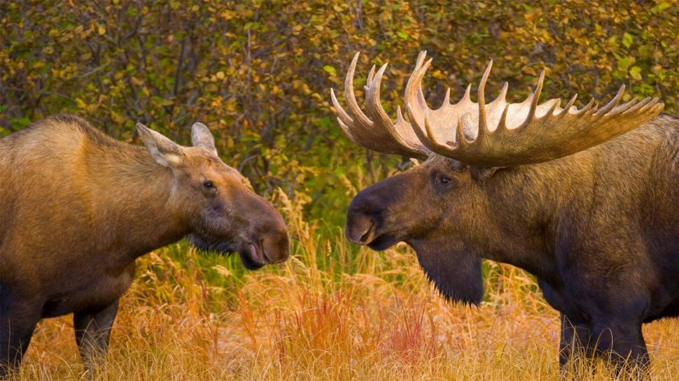 迪纳利国家公园里的两只驼鹿，美国阿拉斯加州 (© Yva Momatiuk and John Eastcott/Minden Pictures)