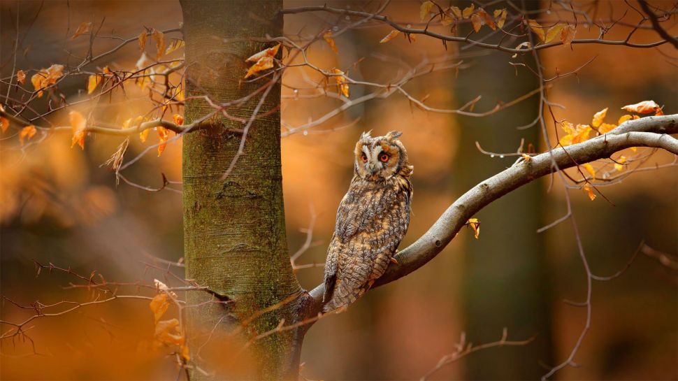 捷克共和国波希米亚-摩拉维亚高地的长耳鸮 (© Ondrej Prosicky/Alamy)