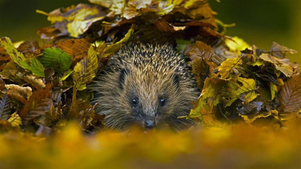 萨塞克斯郡的西欧刺猬，英国 (© Jules Cox/Minden Pictures)