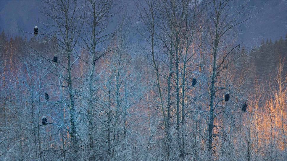 阿拉斯加州海恩斯附近的秃鹰群，美国 (© Marion Vollborn/Minden Pictures)