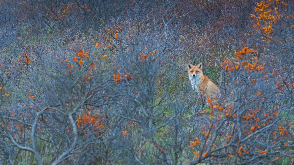 阿姆斯特丹供水沙丘自然保护区的赤狐，荷兰 (© Edwin Giesbers/Minden Pictures)